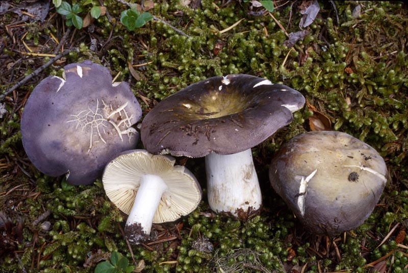 Russula occidentalis